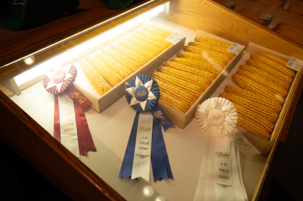 Agricultural prize-winning corn in a display case adorned with a ribbon at The Royal Agricultural Winter Fair in Toronto.
