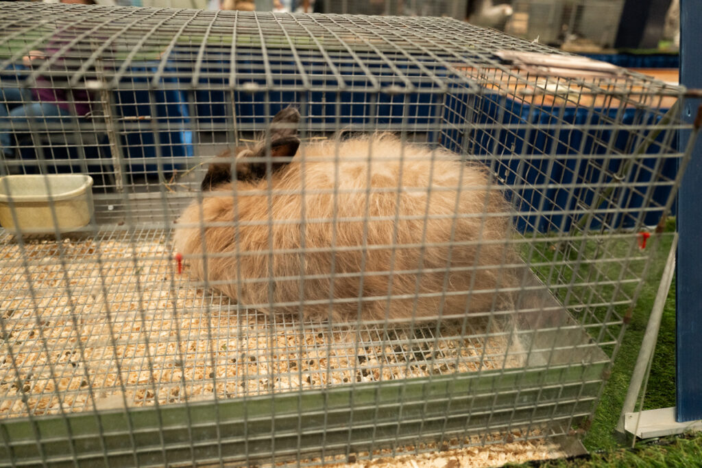 A fancy rabbit with very long hair in a cage at The Royal Agricultural Winter Fair in Toronto.
