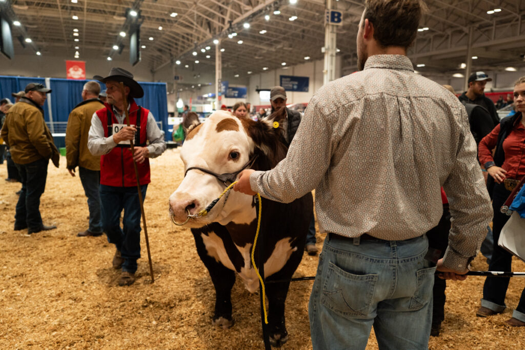 A man is waiting with his bull in the judging arena at The Royal Agricultural Winter Fair in Toronto.
