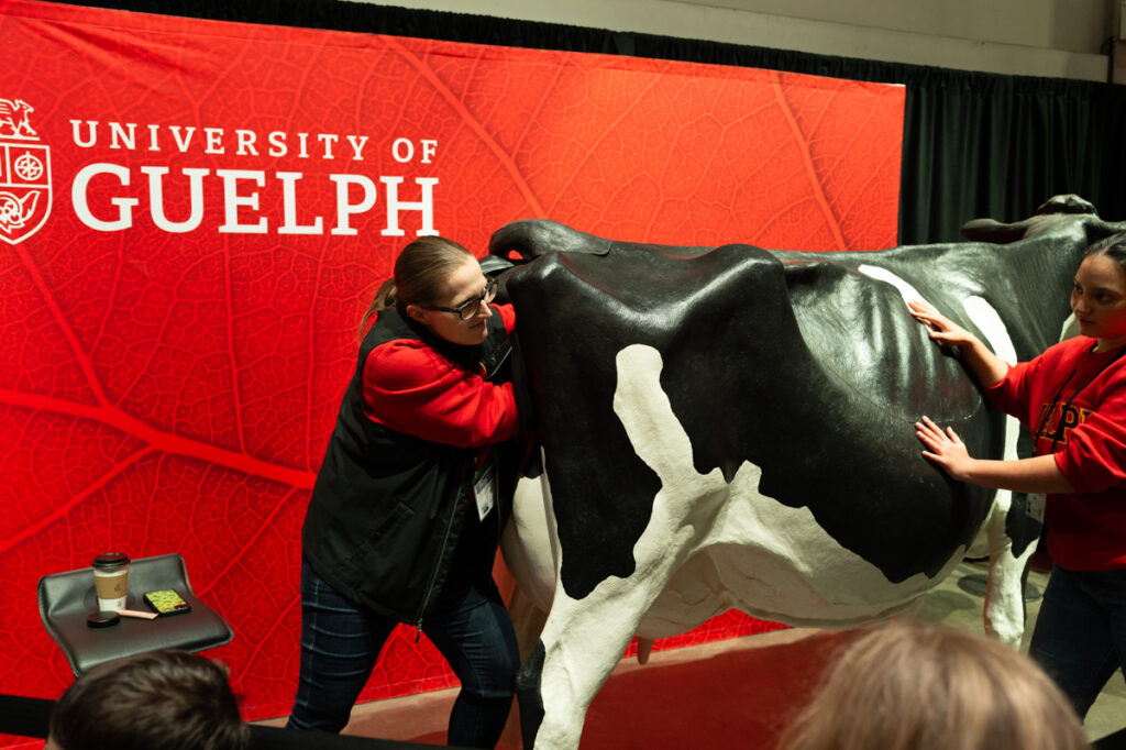 A demonstration from the University of Guelph on calf birth with a life-size mock cow, at The Royal Agricultural Winter Fair in Toronto.